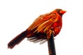 Isolated male northern cardinal bird with hanging wings sitting on a branch in front of a white background Royalty Free Stock Photo