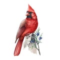 Red cardinal bird with juniper stem watercolor illustration. Hand drawn beautiful bird with winter blue juniper wild berries. Royalty Free Stock Photo