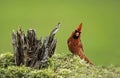 Red Cardinal Bird with a light green background. Royalty Free Stock Photo