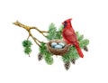 Red cardinal bird on the nest in the pine tree branch. Watercolor illustration. Hand drawn realistic cardinal bird