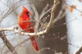 a red cardinal bird perched on a tree branch, wearing a bright red coat