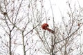 Cardinal perched tree branches in the fall. Georgia Royalty Free Stock Photo