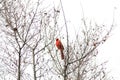 Cardinal perched tree branches in the fall. Georgia Royalty Free Stock Photo