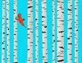 A red cardinal bird is seen flying among paper birch trees