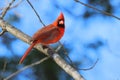 the red cardinal perched on a tree branch against the blue sky Royalty Free Stock Photo