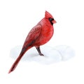 Red cardinal bird standing on snow watercolor illustration isolated on white for Christmas and New Year holidays Royalty Free Stock Photo