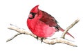 Red cardinal bird on tree branch