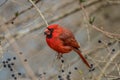 Red cardinal sitting eating berries Royalty Free Stock Photo