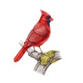 Red cardinal bird on the tree branch. Watercolor illustration. Hand drawn realistic Cardinalis cardinalis North America