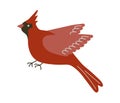 Red cardinal bird vector illustration. Cute sitting Northern cardinal songbird isolated on white background. Winter Royalty Free Stock Photo