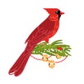 Red Cardinal Bird vector sit on fir branch with christmas decoration. Isolated on white background. Holiday winter vector Royalty Free Stock Photo