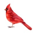 Red cardinal, bird Watercolor drawings, Hand Drawn Illustration isolated on white background Royalty Free Stock Photo