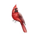 Red cardinal bird watercolor illustration. Hand drawn close up single beautiful bird. Christmas and winter symbol.
