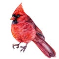 Red Cardinal Bird Watercolor Illustration Isolated On White