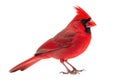 Red Cardinal Bird On White Background Royalty Free Stock Photo