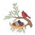 Red Cardinal bird on a winterberry branch vector Royalty Free Stock Photo