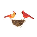 Red cardinal birds couple