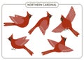 Red cardinal birds set. Cute flying Northern cardinal songbirds in various poses isolated on white background. Winter