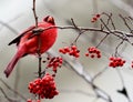 Red Cardinal on Branch with Berries Royalty Free Stock Photo