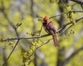 Red cardinal on a branch