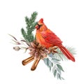 Red cardinal on a Christmas tree branch with a Christmas composition - with a pine cone, cinnamon sticks Royalty Free Stock Photo