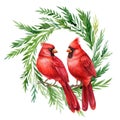 Red cardinal, Christmas wreath with birds on a white background, watercolor drawings Royalty Free Stock Photo