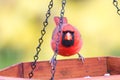 Red cardinal eating at the feeder Royalty Free Stock Photo
