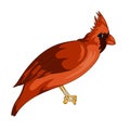 Red cardinal exotic bird icon Royalty Free Stock Photo