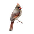 Red cardinal female bird watercolor illustration. Hand painted Cardinalis cardinalis North America native avian. Female Royalty Free Stock Photo
