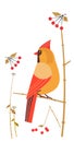 Red Cardinal Female siting on tree branch vector