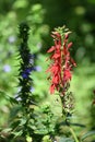 Red Cardinal Flower Royalty Free Stock Photo