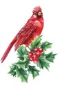 Red cardinal and holly branch, beautiful bird watercolor on white background, Christmas composition, new year holiday Royalty Free Stock Photo