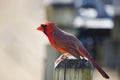 Red Cardinal Male Close Ready to Fly Off