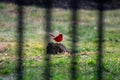 A Red Cardinal In a Metal Fence Royalty Free Stock Photo