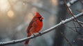 Red cardinal perched on a frozen redberry tree branch in winter