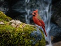 Red cardinal perches on a mossy rock