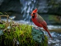 Red cardinal perches on a mossy rock