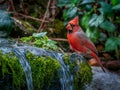 Red cardinal perches on a mossy rock