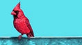 Vibrant Cardinal Bird Artwork With Urban Neo-pop Style