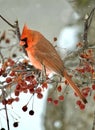 A cardinal sits among red berries on a tree in winter