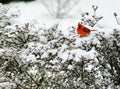 Red Cardinal sits on a snowy bush. Royalty Free Stock Photo