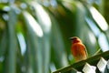 Red cardinal sitting on palm tree