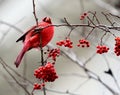Red Cardinal sitting in a tree with Red Berries Royalty Free Stock Photo
