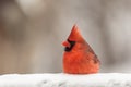 Red Cardinal in Snow Royalty Free Stock Photo