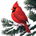 Red cardinal in the snow Royalty Free Stock Photo