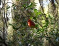 Red Cardinal in a tree with Spanish Moss around him Royalty Free Stock Photo