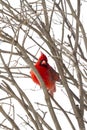 Red Cardinal Watching