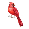 Red Cardinal, Watercolor Bird Illustration.