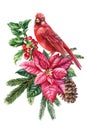 Red cardinal. Winter bird watercolor isolated on white background. Hand painted Christmas illustration Royalty Free Stock Photo