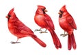 Red cardinals, birds set on white isolated background. Watercolor drawings Royalty Free Stock Photo